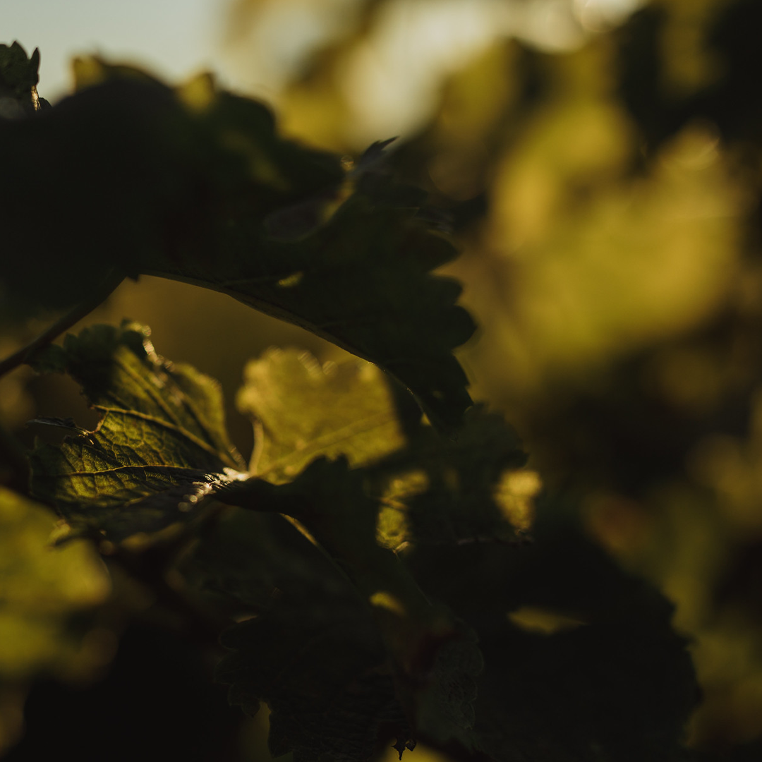 Moorilla & Domaine A Spring Wine Club